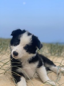Border Collie Purebred Long Haired Dogs Puppies Gumtree