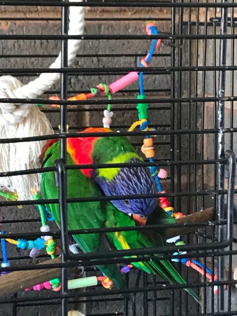 lorikeet cage