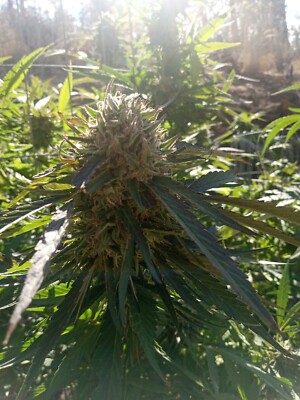 Canna-bloom By Mankind Five Pounds