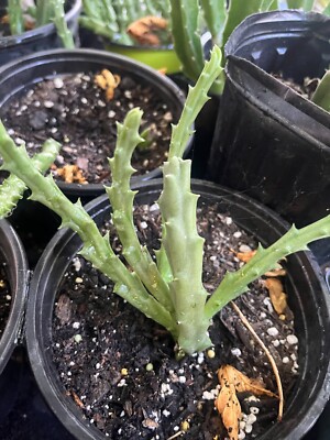 STAPELIA VARIEGATED STAR FISH FLOWER CRESTED ORBEA SHIP BARE ROOT
