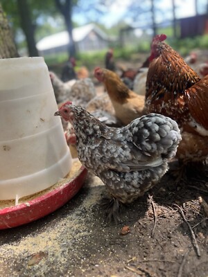 Bantam Cochin Hatching Eggs 12++