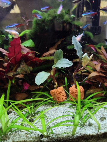 Bucephalandra Super Blue | Buce Aquarium Plants Factory® | eBay
