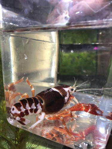 8 (1”+) Ghost Crayfish