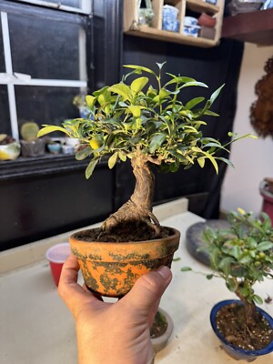 Kinzu, Fruit Bonsai Tree. Outdoor, Shohin Size