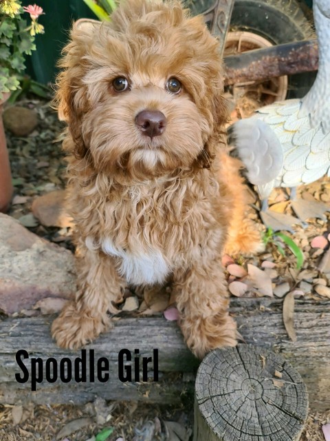spoodle puppies for sale gumtree
