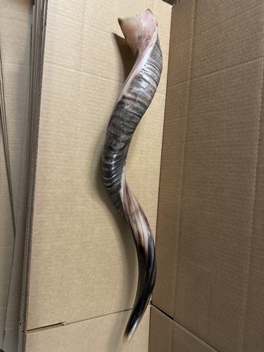 Shofar Yemenite Kudu Horn XL 31''- 41'' New KOSHER+Free Odor Spray Free Shipping