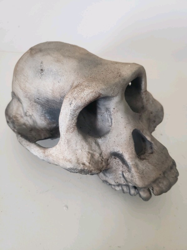 Australopithecus Afarensis Skull  High Precision Replica Full Size Resin