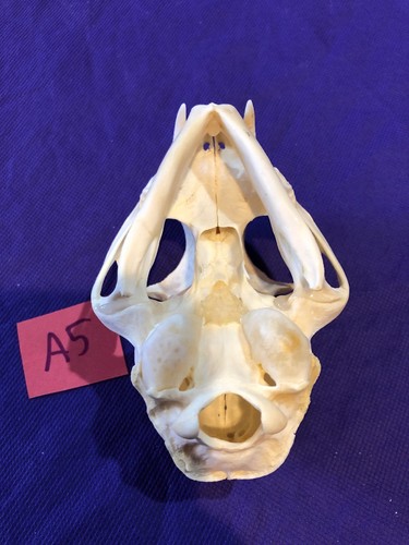 Real XL American Bobcat Skull Animal Mounts Christmas Gifts Man Cave Decor Craft