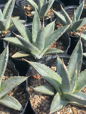 Rare Succulent  Plant Agave Titanota Haworthia Agavaceae Home Garden