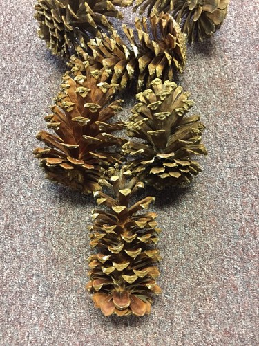 Long Leaf Large Pine Cones (6) From South Georgia 7 - 8
