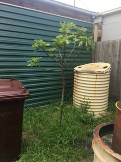 Fig tree Broadmeadows Hume Area Preview