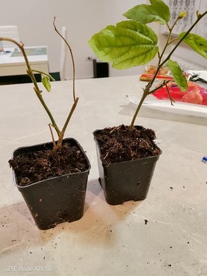 Foto dell'oggetto di un acquirente verificato