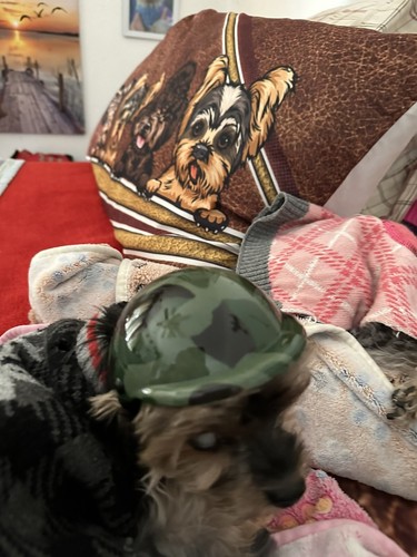 Artikelfoto(s) von einem verifizierten Käufer