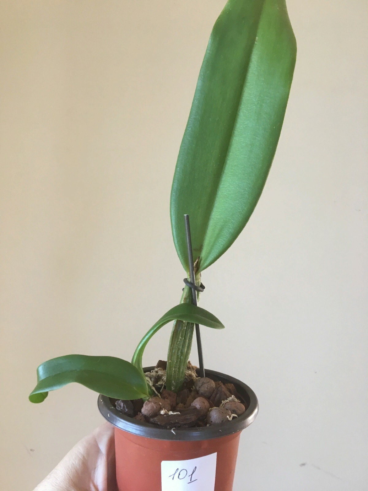 (101)  Blc. Always Dream 