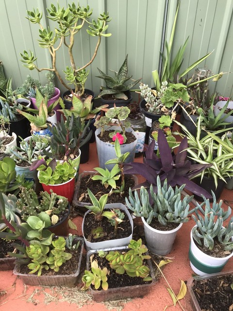 Mix succulent plants aloe agave cactus | Plants | Gumtree ...
