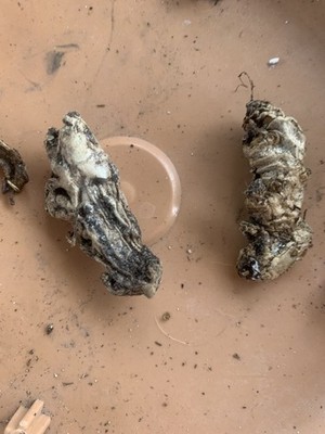 Fotos del artículo de un comprador verificado