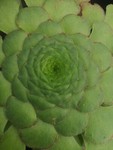 jollies-plants