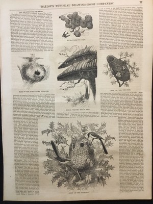 Bird Architecture Nests 1855 Nest Building