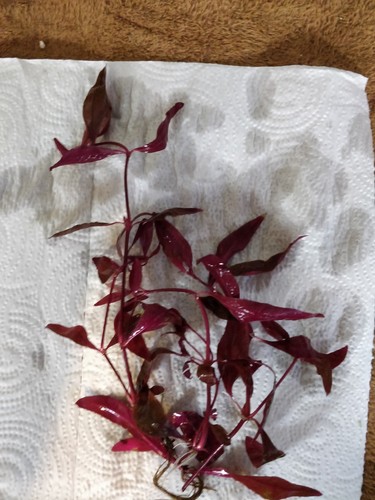 Bunched Dark Red Ludwigia Live Aquarium Plants pond, aquatic plants