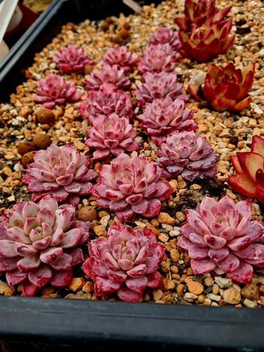 Jungle Fatigue ファティーグ OVY KAJA echeveria _12.JPG?set_id=880000500F