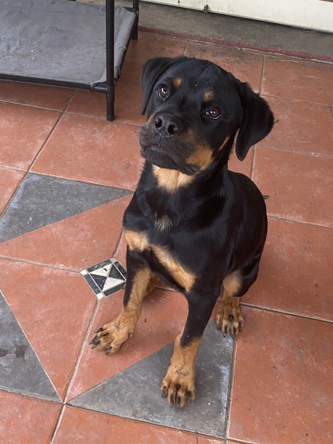 5 MONTH OLD MALE ROTTWEILER | Dogs & Puppies | Gumtree Australia