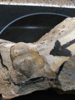 Fossilized Sea Biscuit Enchinoderm From Jackson Co. Florida