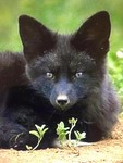 blackfox1atstonehaven