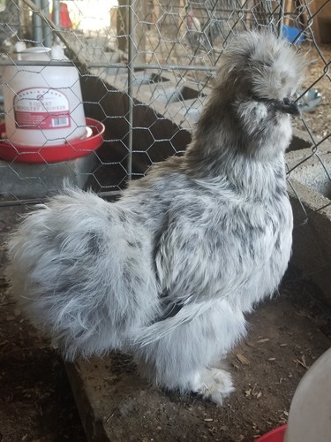 6 Fertile  Silkie/Satin chicken hatching eggs NPIP and AI clean