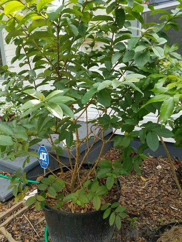 Mexican Guava Tree 5 years old Grafted 5 feet tall 25 gallons