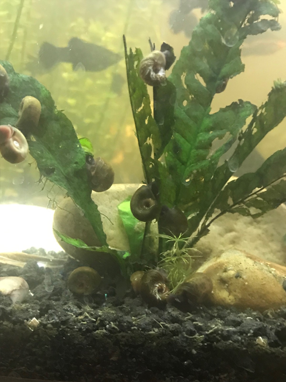 10 brown ramshorn snails + free plant clipping!