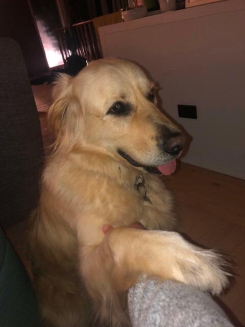 Golden retriever | Dogs & Puppies | Gumtree Australia ...