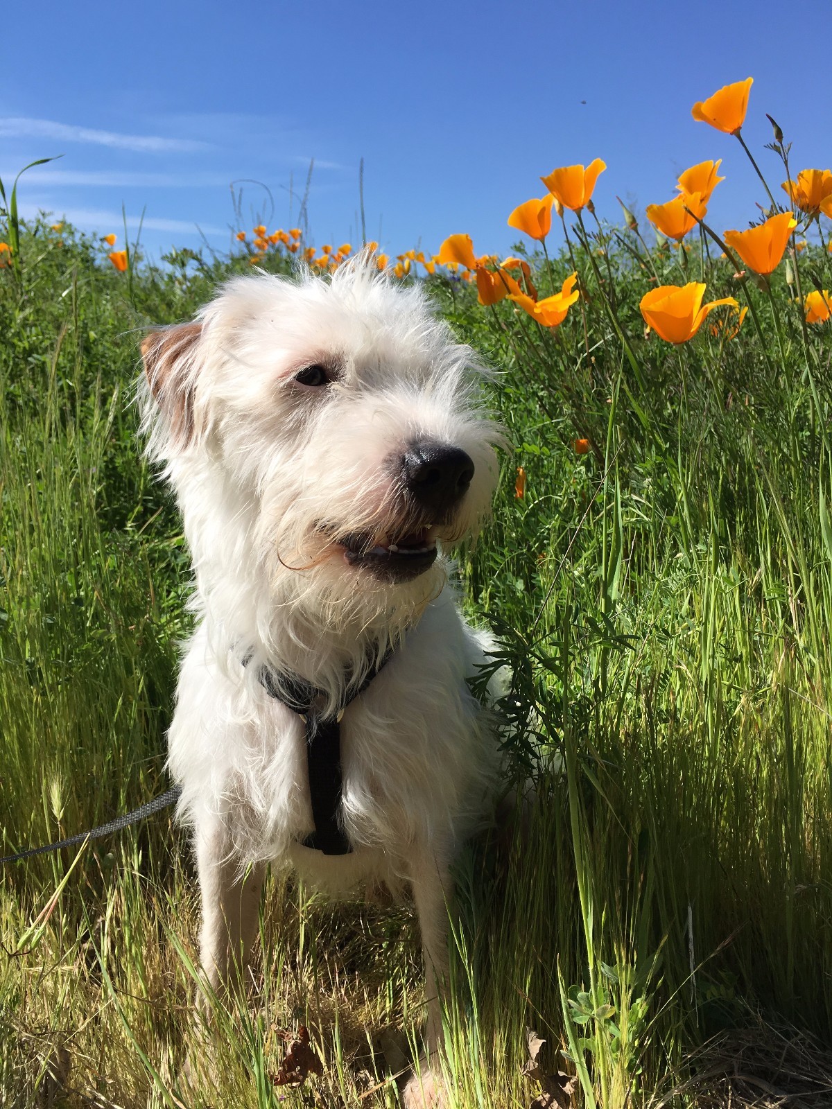 VINTAGE 100% COTTON FABRIC 16X11 PALE BLUE PORT O' CALL BOATS CRAFTS QUILT ART