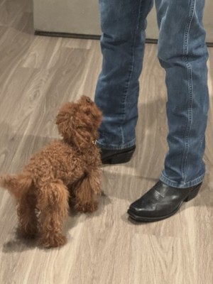 Photos de l'objet d'un acheteur vérifié