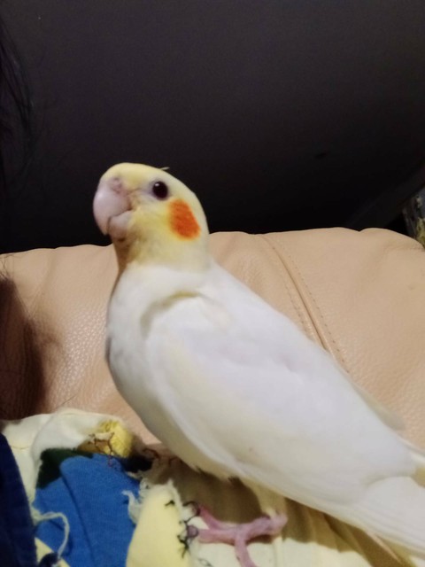 cockatiel and sun conure