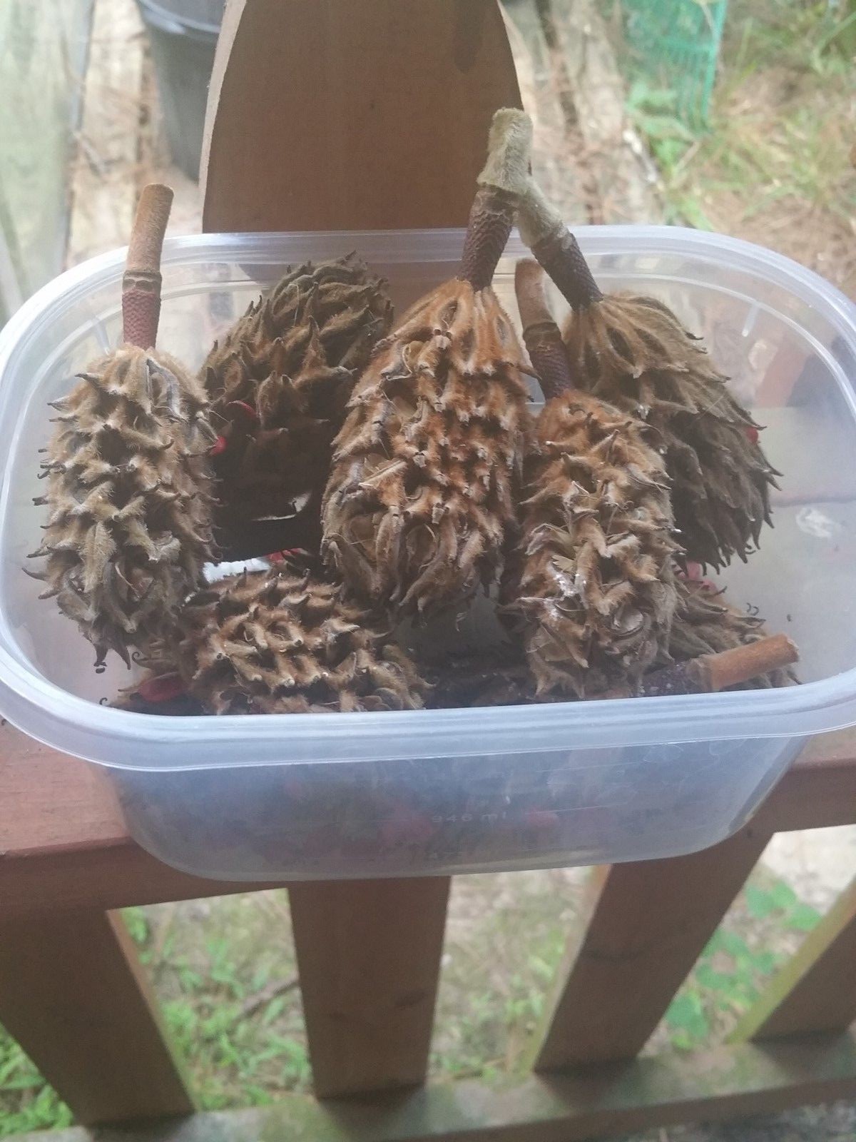 10 Grandiflora fresh from my tree Southern Magnolia seeds,   Large flowers