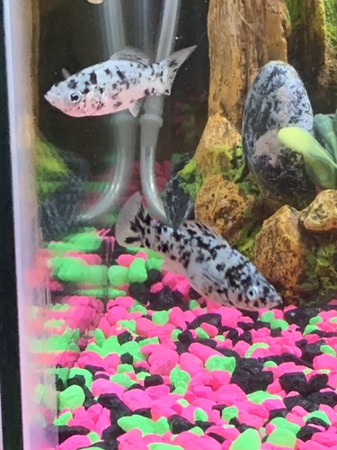2 Dalmation Molly Fish Live Fish. Will Drive About 1 Hour Away To Deliver