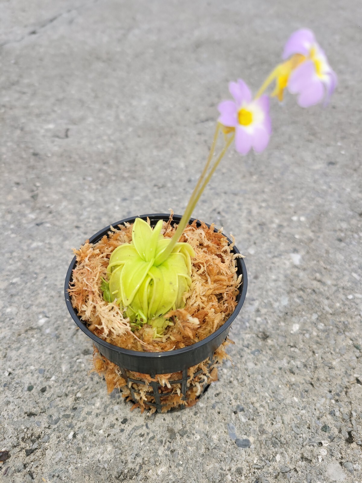 lechenaultia62 生水苔+P. primuliflora Pinguicula primuliflora, live carnivorous butterwort