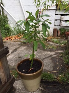 potted hass avocado tree