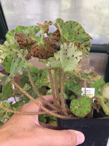 Rex Begonia “HARMONY’S RAY GLO” 4”pot