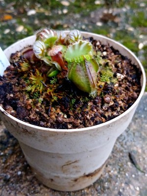 Cephalotus Follicularis "Ex Peter Harbarth" ,adult Size 11 Cm  pot, Rare Plant 