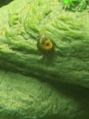 30 Ramshorn Snails various sizes and colors