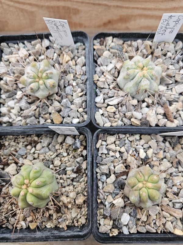 Copiapoa Tenebrosa Clon B Pv1931  Kakteen Sukkulenten