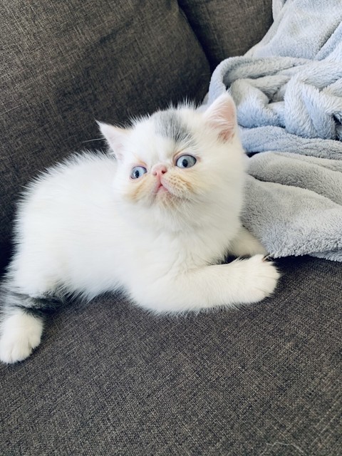 cutetitos series 2 names