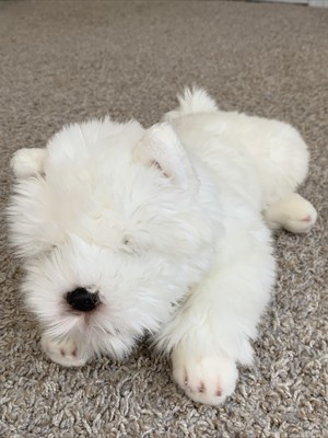 russ yomiko classics