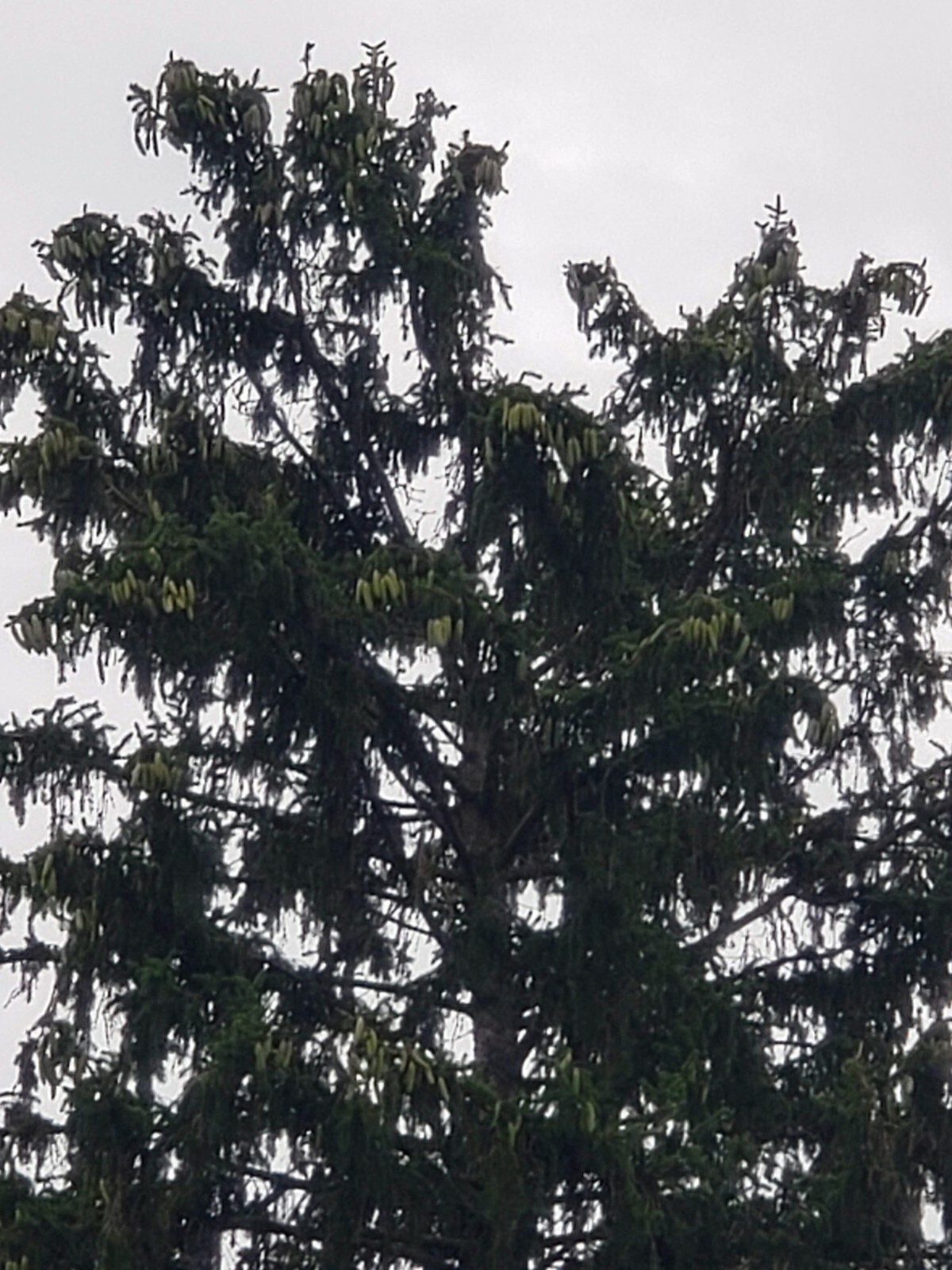 55+ Real FReSH Natural Norway Spruce Pine Cones 3"-8" Knives FREE SHIPPING