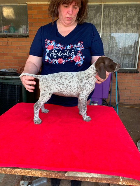 German Shorthaired Pointer Pups Dogs Puppies Gumtree