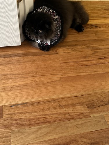 Artikelfoto(s) von einem verifizierten Käufer