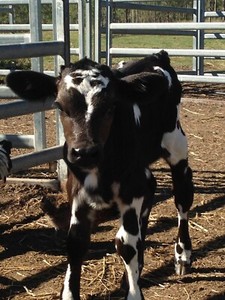 calves