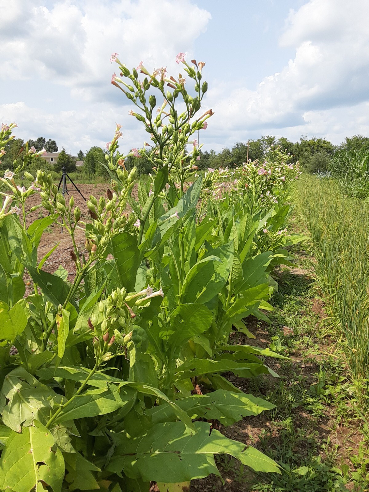 1000 "Great Lakes Gold" Tobacco Seeds FROM MICHIGAN! Organic, Heirloom, non-GMO