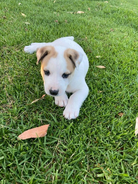 bull arab cross american bulldog